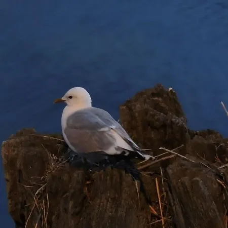 Lägenhet Ferienwohnung-sonnenkamp-in-gross-zicker-halbinsel-moenchgut Groß Zicker