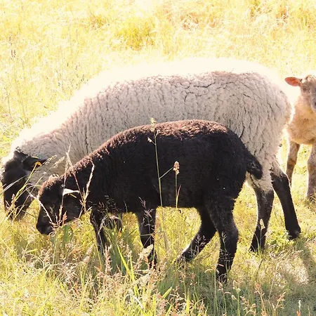 Ferienwohnung-sonnenkamp-in-gross-zicker-halbinsel-moenchgut Lägenhet Groß Zicker