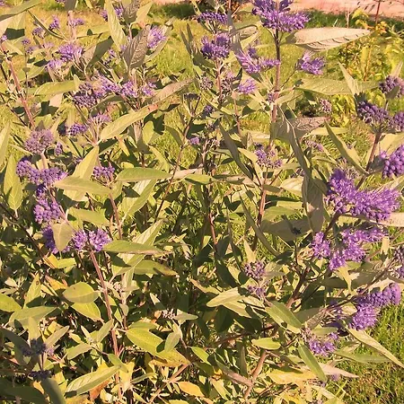 Ferienwohnung-sonnenkamp-in-gross-zicker-halbinsel-moenchgut Lägenhet