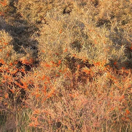 Lägenhet Ferienwohnung-sonnenkamp-in-gross-zicker-halbinsel-moenchgut